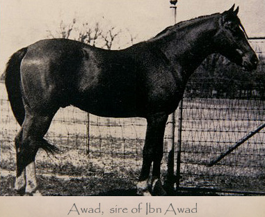Awad, sire of Ibn Awad