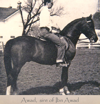 Awad, sire of Ibn Awad