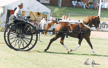 Aur Vanity (an Aulrab son) was exported to Australia